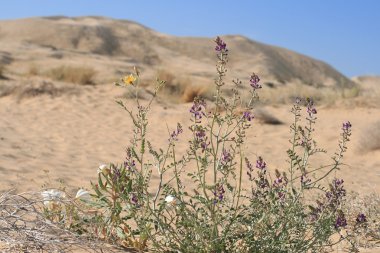 kum tepeleri mohave desert Kaliforniya