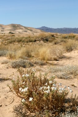 kum tepeleri mohave desert Kaliforniya