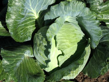 Green cabbage head