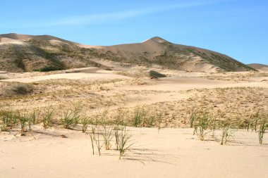 kum tepeleri mohave desert Kaliforniya