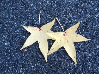 sonbaharda yapraklar