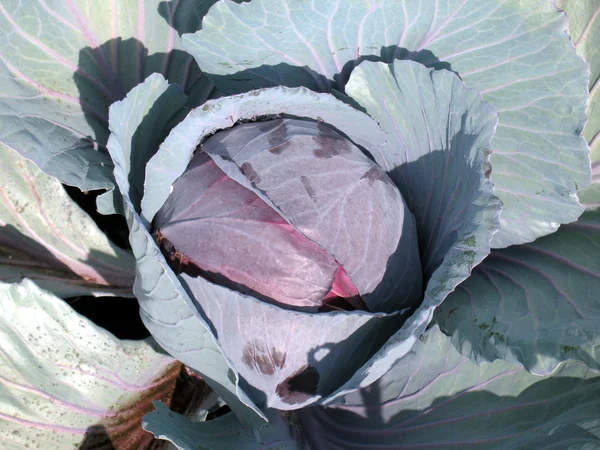 Red cabbage head — Stock Photo, Image