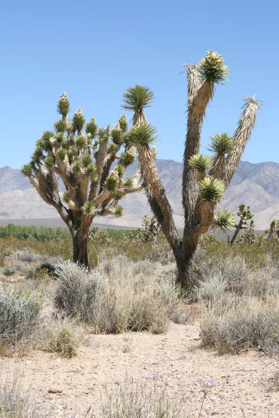 Джошуа дерева в пустелі Мохаве Каліфорнії — стокове фото