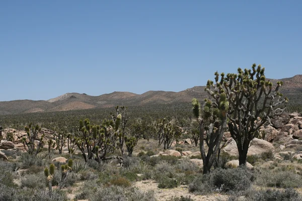 Джошуа дерева в пустелі Мохаве Каліфорнії — стокове фото