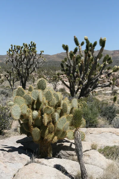 Joshua stromy v mohave desert Kalifornii — Stock fotografie