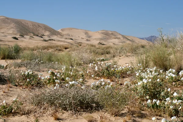 Písečné duny mohave desert Kalifornii — Stock fotografie