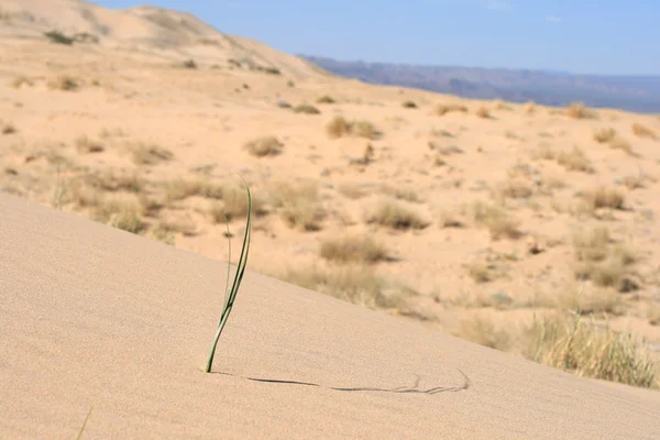 Wydmy pustyni mohave Kalifornii — Zdjęcie stockowe