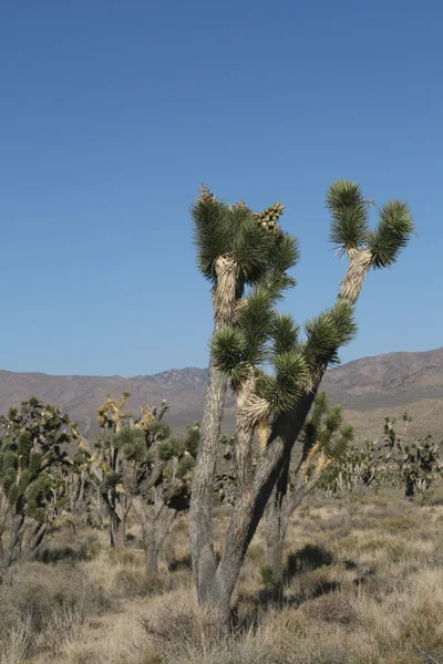 Joschua-Bäume in der Wüste von Kalifornien — Stockfoto