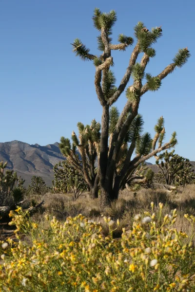 Joshua arbres dans le désert de Mohave Californie — Photo