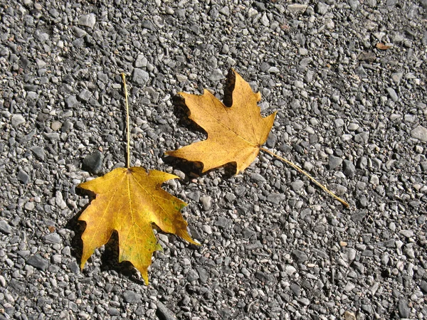Folhas no outono — Fotografia de Stock