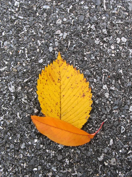Leaves in fall — Stock Photo, Image