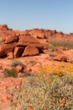 Valley of Fire Nevada