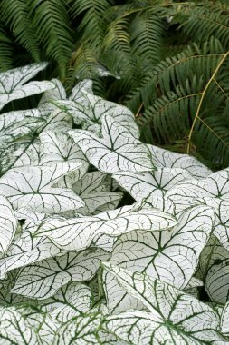 Caladium