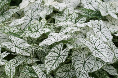 Caladium