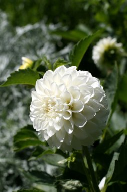 Bahçedeki Dahlia