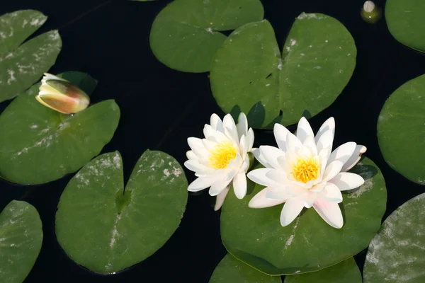 池塘里的睡莲 — 图库照片