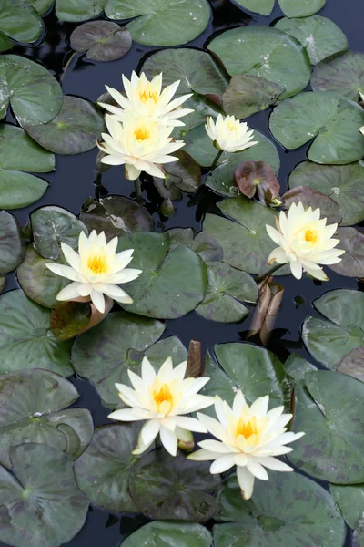 stock image Water lilies in a pond