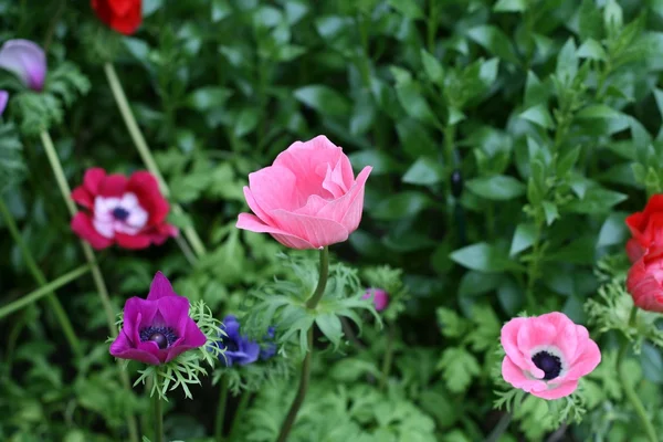 stock image Poppy flowers