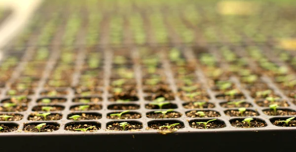 Üvegházhatást okozó növények fiatal dohány — Stock Fotó