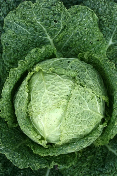 Cabbage head — Stock Photo, Image