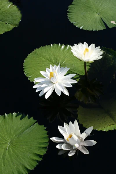 stock image Water lilies in a pond