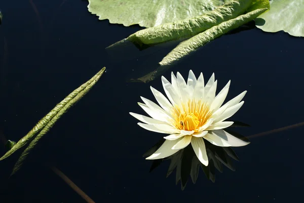 Stock image Water lily in a pond