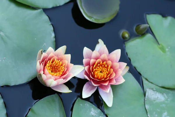 Water lilies in a pond Stock Image