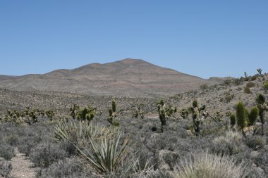 Bahar dağlar nevada