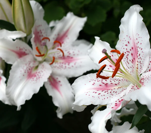 Lily en un jardín —  Fotos de Stock