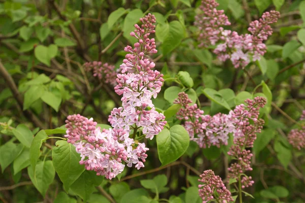 stock image Lilac in a garden