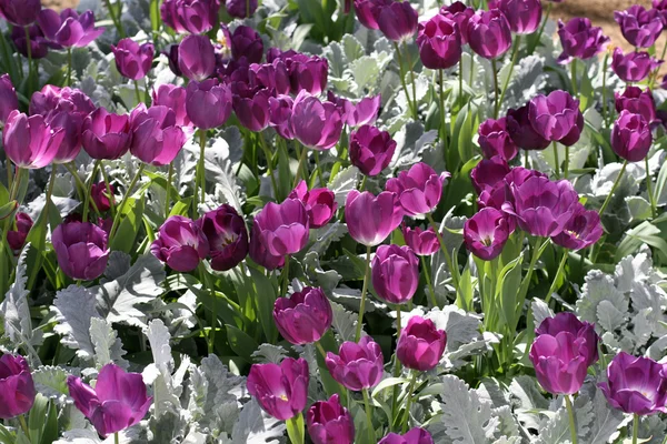 Tulipani — Foto Stock