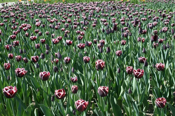 stock image Tulips