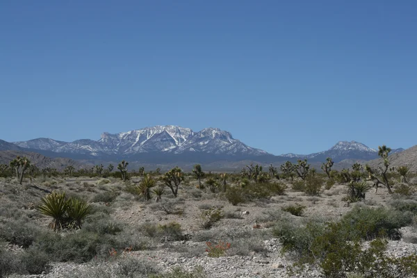 Spring Mountains Nevada — Stock Photo, Image