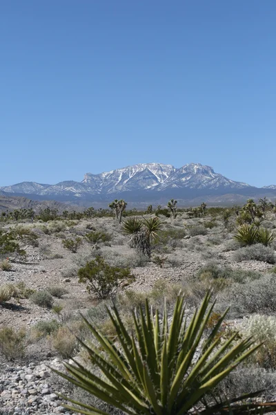 Montagne primaverili Nevada — Foto Stock