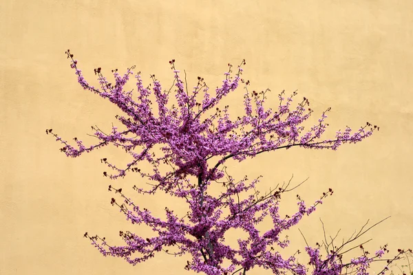 Stock image Cherry tree