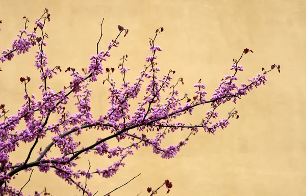 stock image Cherry tree