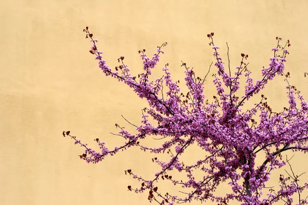 stock image Cherry tree