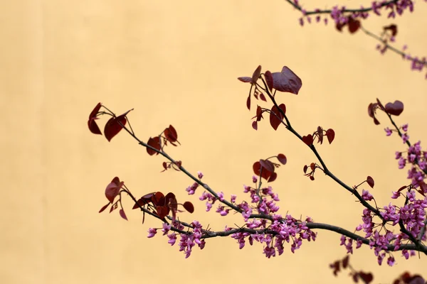 桜の木 — ストック写真