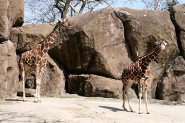 Giraffes clipart