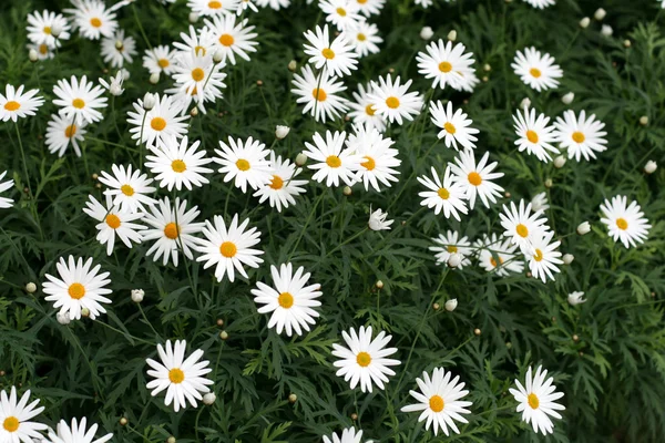 Цветы Дейзи — стоковое фото