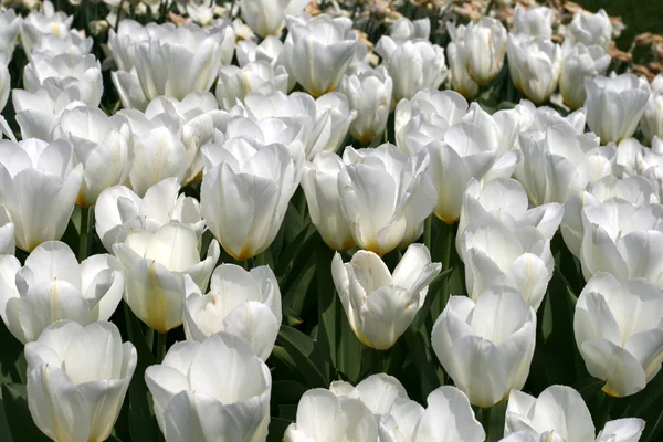 Tulipes Photo De Stock
