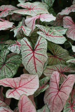 Caladium