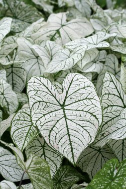 Caladium