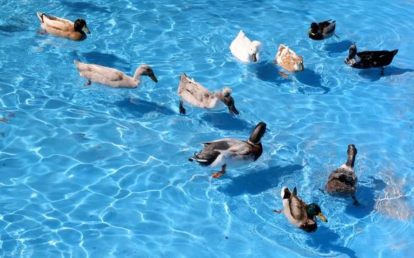 Ducks in a pond — Stock Photo, Image