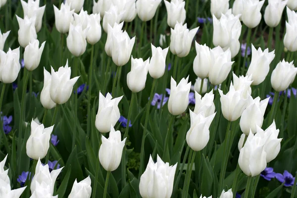 stock image Tulips