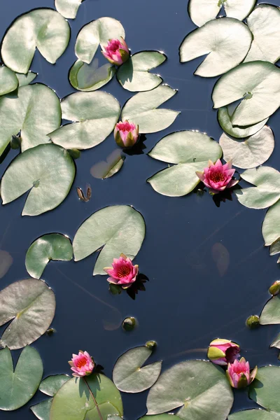 stock image Water lilies in a pond