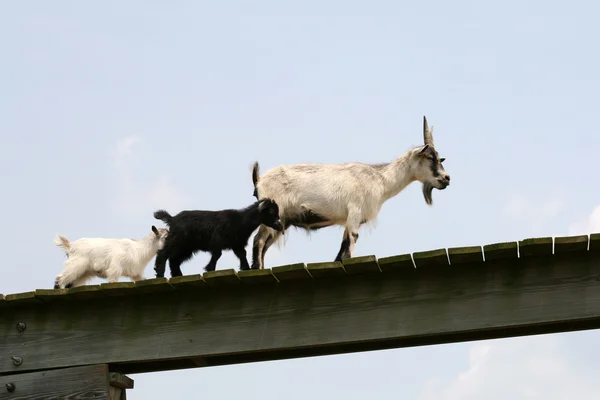 Cabra en la granja — Foto de Stock