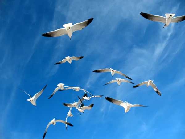 Stock image Seagulls