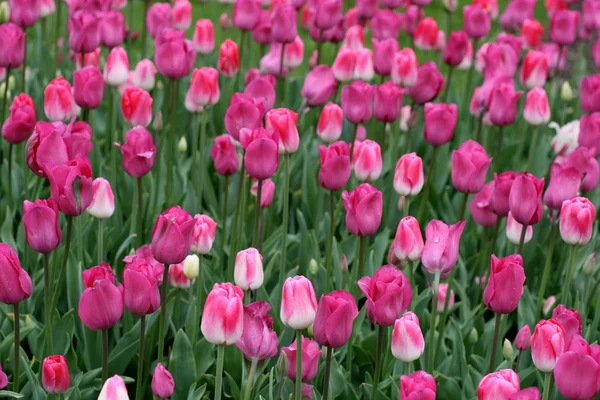 Tulipanes Imagen De Stock