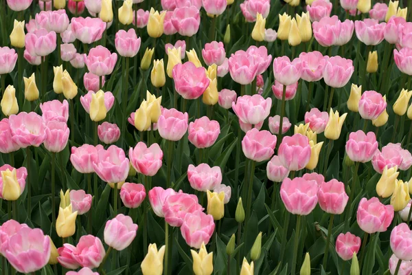 Tulipany Zdjęcie Stockowe